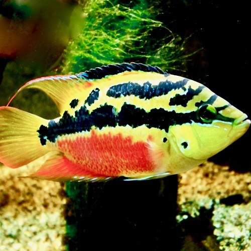 Trichromis salvini   Geelbuik cichl. SM